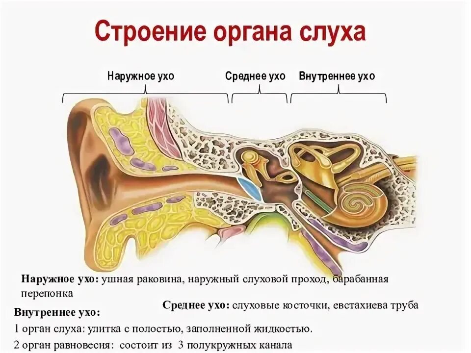 Наружное ухо строение. Наружное среднее и внутреннее ухо. Слуховой проход и барабанная перепонка. Строение наружного уха кошки. Практическая работа изучение строения органа слуха