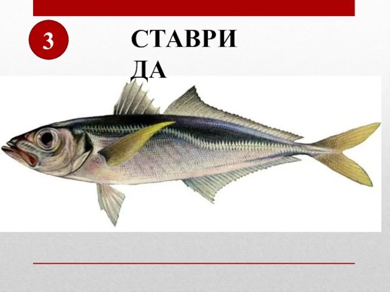 Ставрида размеры. Ставрида. ставрида черноморская. оседлые рыбы. ставрида королева.