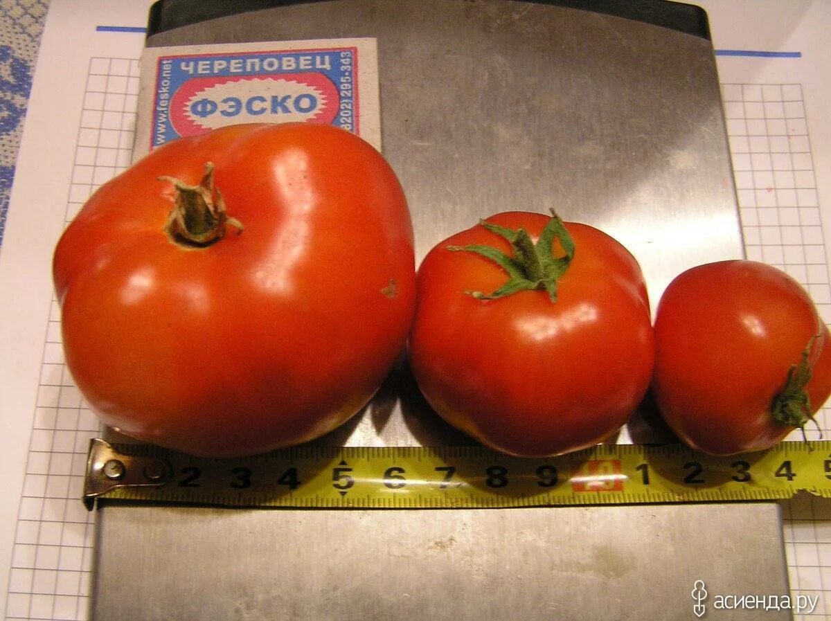 Сорт бони мм. Сорт томатов Бони м. Томат Бони мм характеристика. Сорт Бони м помидоры. Семена томат Бони мм.