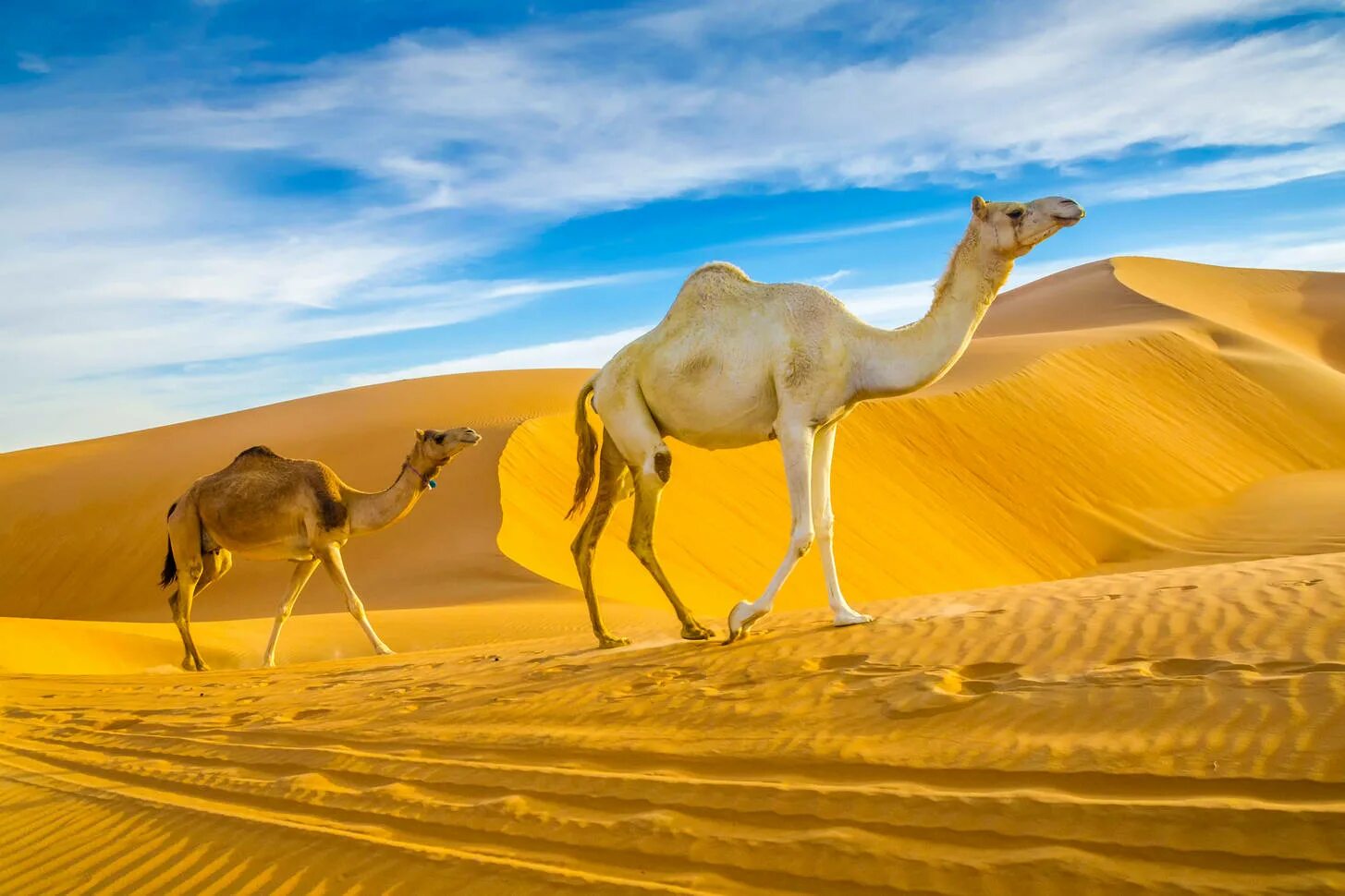 Оазис в пустыне Верблюды. Оазис Лива в ОАЭ. Верблюд в пустыне. Верблюд в оазисе. Оазис животные