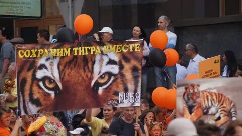 В каком крае проводится день тигра