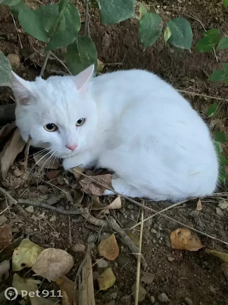 Найти белую кошку