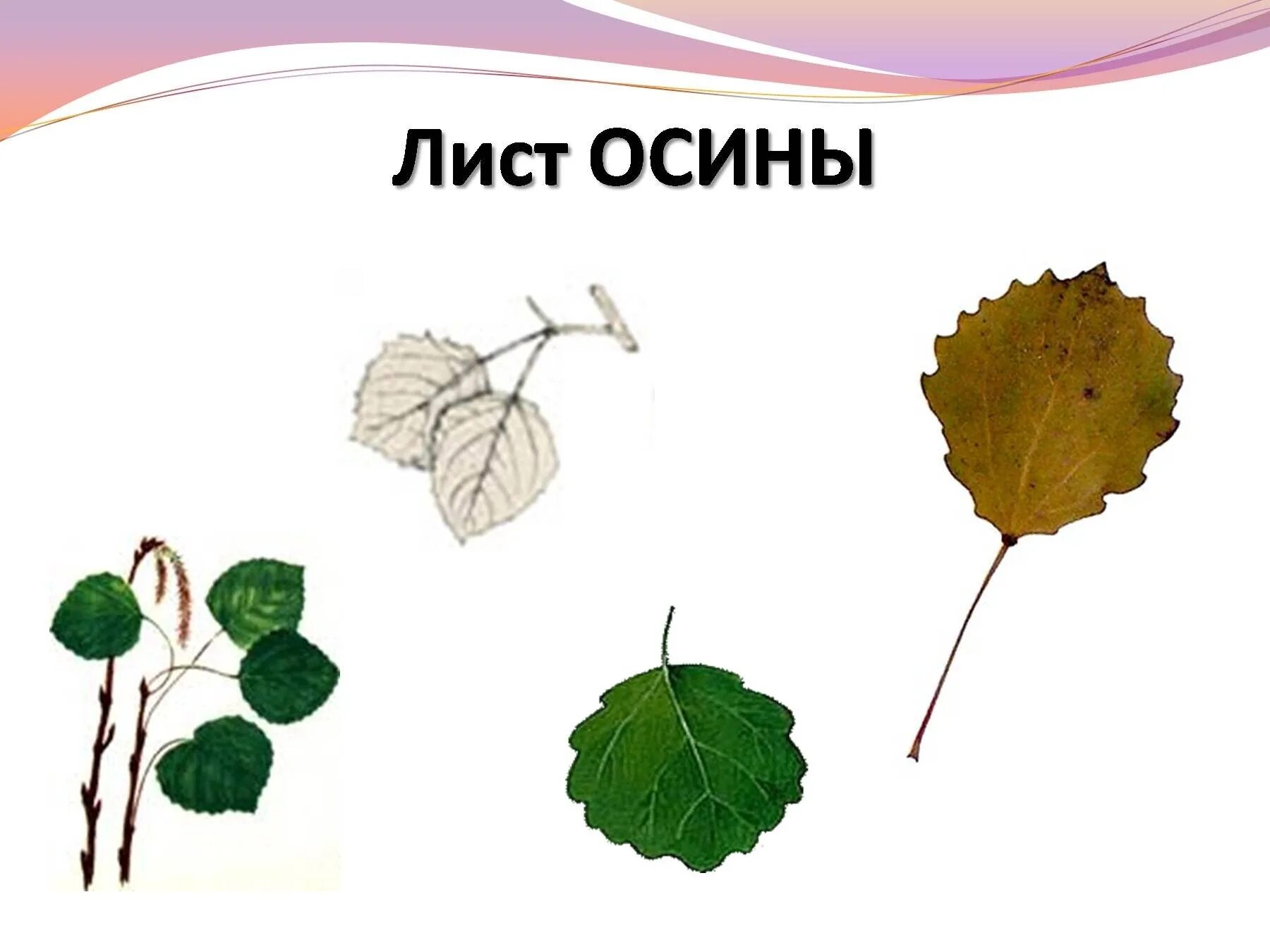 Мир листика