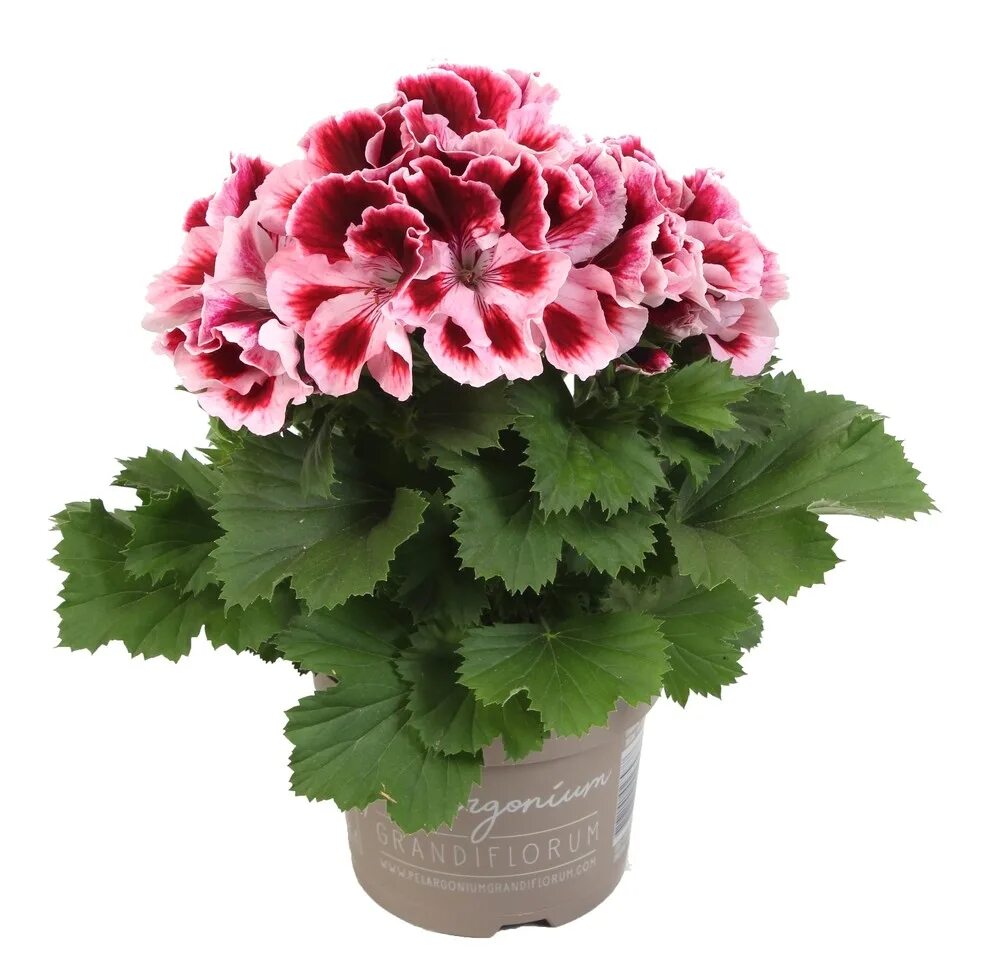королевская пеларгония элеганс дэвид. пеларгония королевская elegance david. пеларгония королевская элеганс жанетт. пеларгония королевская elegance jeanette. пеларгония королевская adellie.