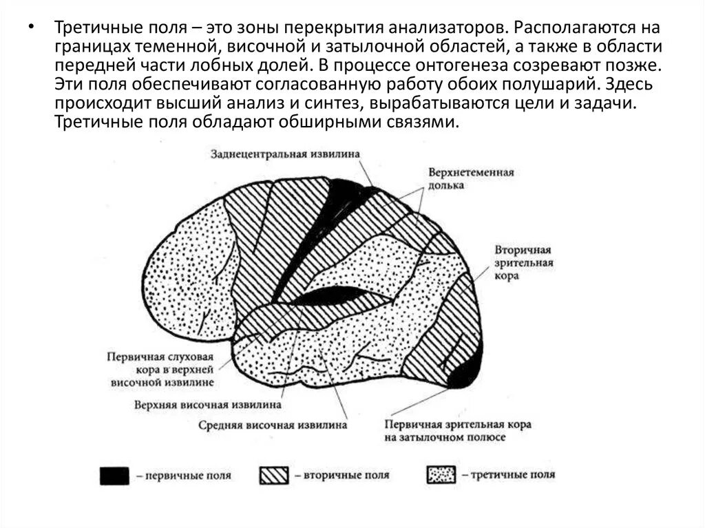 Вторичные поля мозга. Первичные вторичные третичные поля анализаторов. Первичные вторичные и третичные поля коры больших полушарий. Функции первичных вторичных и третичных полей коры. Первичные вторичные и третичные корковые поля.