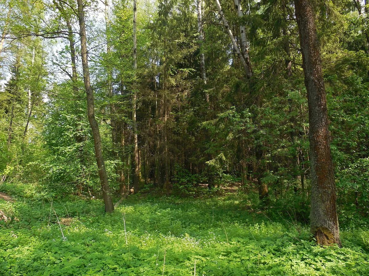 Вытоптанная поляна. Светлая поляна в лесу. Лесная опушка дремучего леса. Песок из сахары в сочи. Трава возле гор.