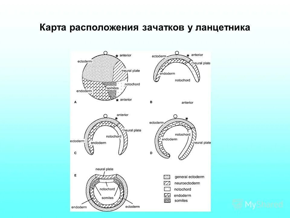 Установите последовательность процессов эмбриогенеза у ланцетника. Установите последовательность процессов эмбриогенеза у ланцетника. Схема эмбрионального развития ланцетника. Схема развития зародыша ланцетника. Схема развития ланцетника.