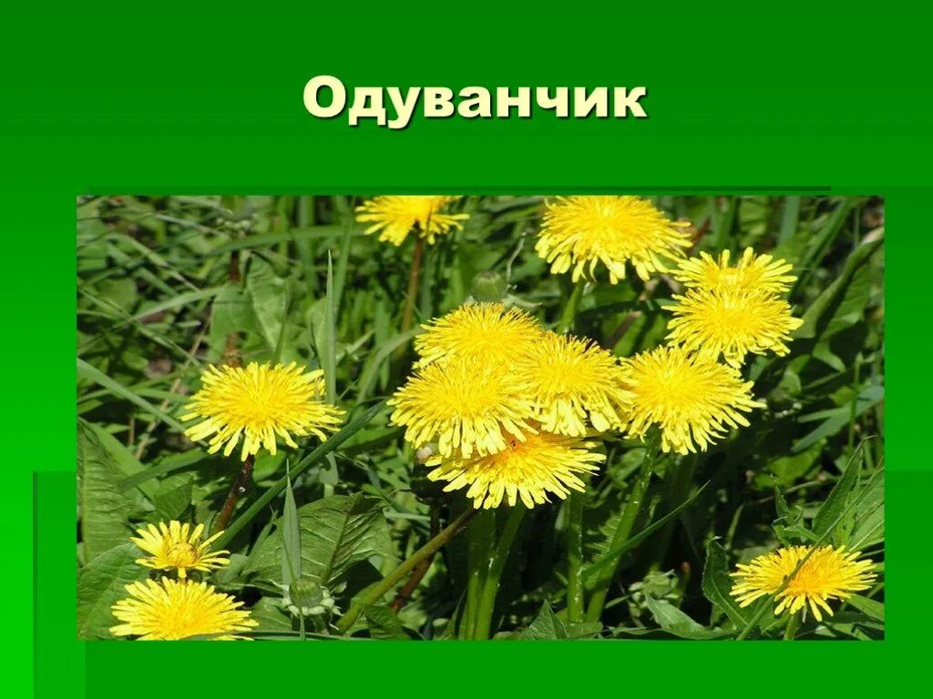 одуванчик окружающий мир. одуванчик окружающий мир. одуванчик слайд. рассказ об одуванчике для дошкольников. одуванчик с подписью.