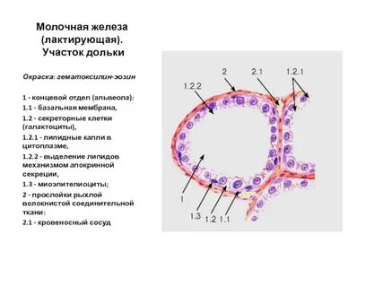 Альвеолярные эпителиальные клетки второго типа