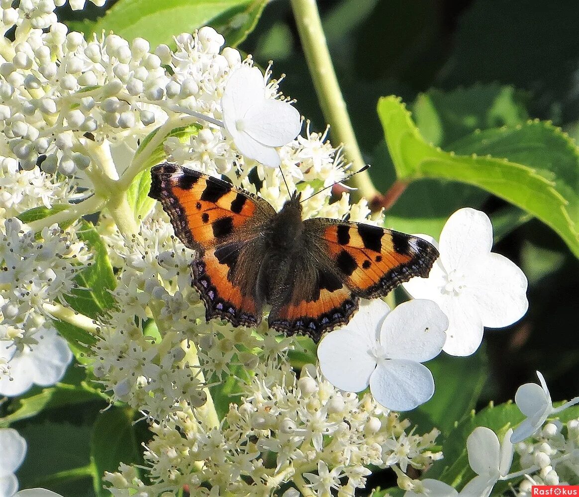яркие бабочки. экзотические бабочки на цветах. самые необычные бабочки. волчий глаз бабочка. необычные бабочки.