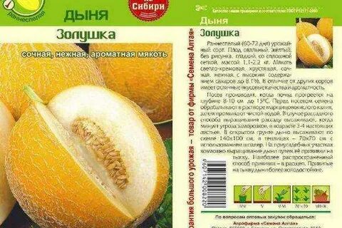 Дыня сережкина любовь