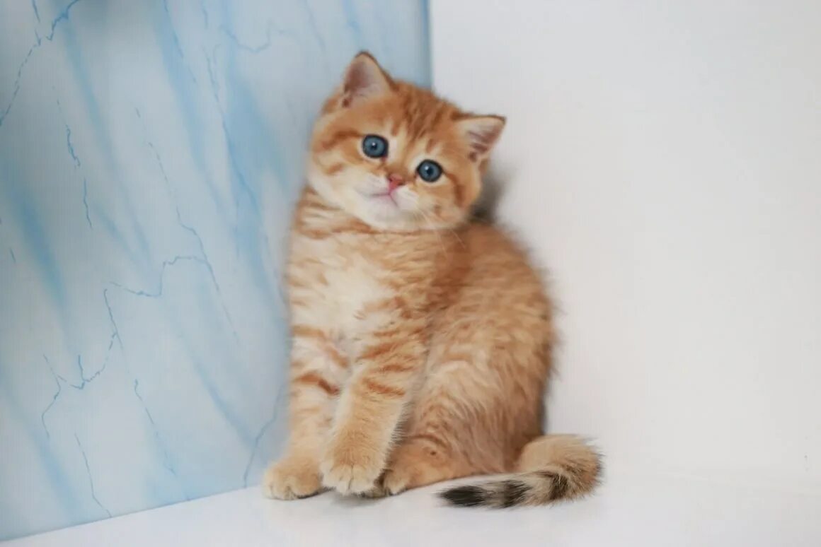 Шотландский скоттиш страйт рыжий. Шотландские кошки рыжие прямоухие. Скоттиш страйт кошка рыжая. Рыжий шотландский кот прямоухий. Шотландские кошки рыжие прямоухие.