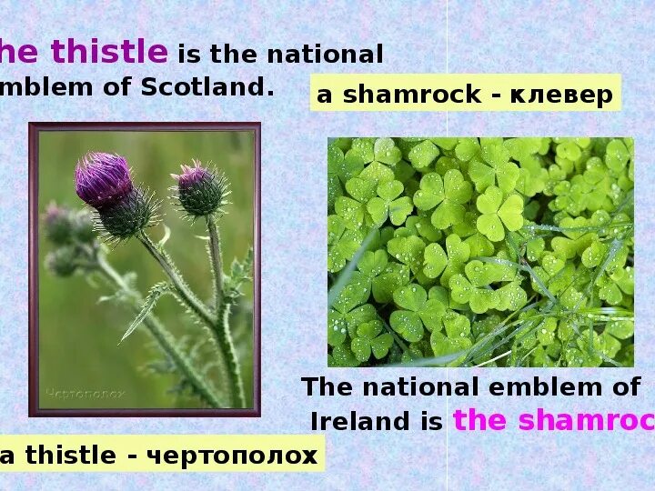 Flora and fauna of the british isles