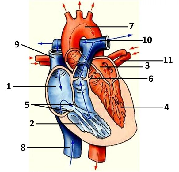 Рисунок сердца биология 8 класс. Строение сердца человека биология. строение сердца человека в разрезе. строение сердца анатомия без подписей. схематическое изображение сердца человека.