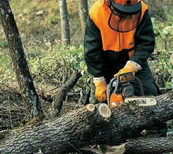Дровосек спил деревьев. Валка деревьев бензопилой дружба. валка леса пилой &quot;дружба&quot;. вал леса бензопилами. рубление дерево пилой.
