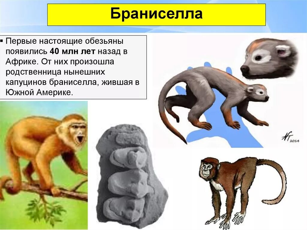 Появление первых приматов. Появление обезьян. Предки обезьян. Обезьяны 50 млн лет назад. Как появились обезьяны