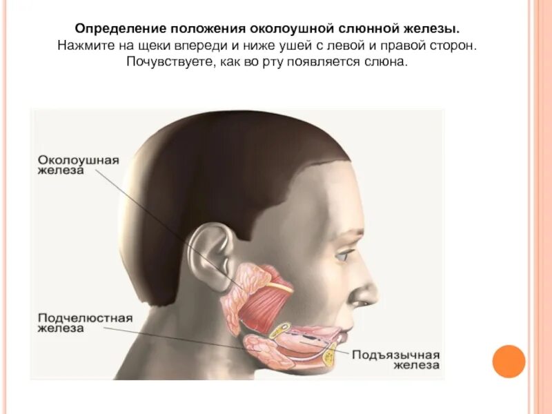 Околоушные слюнные железы в норме. Надчелюстнач слюннач железа. Подчелюстная слюнная железа. Поднижнечелюстная слюнная железа. Образования околоушной железы