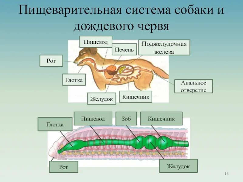 Железы живых организмов. Пищеварительная система собаки биология 6 класс. Пищеварительная система животных 6 класс. Отделы пищеварительной системы собаки. Пищеварительная система собв.