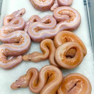 Have these wonderful snakes that I thought were glazed donut