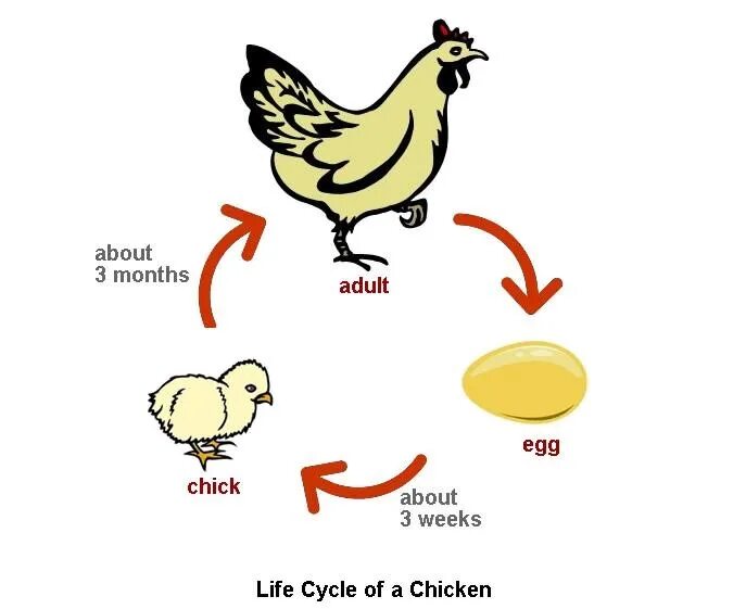 Whose egg is this. Life cycle of a chicken. which came first the chicken or the egg. who came first chicken or egg. chicken or egg.