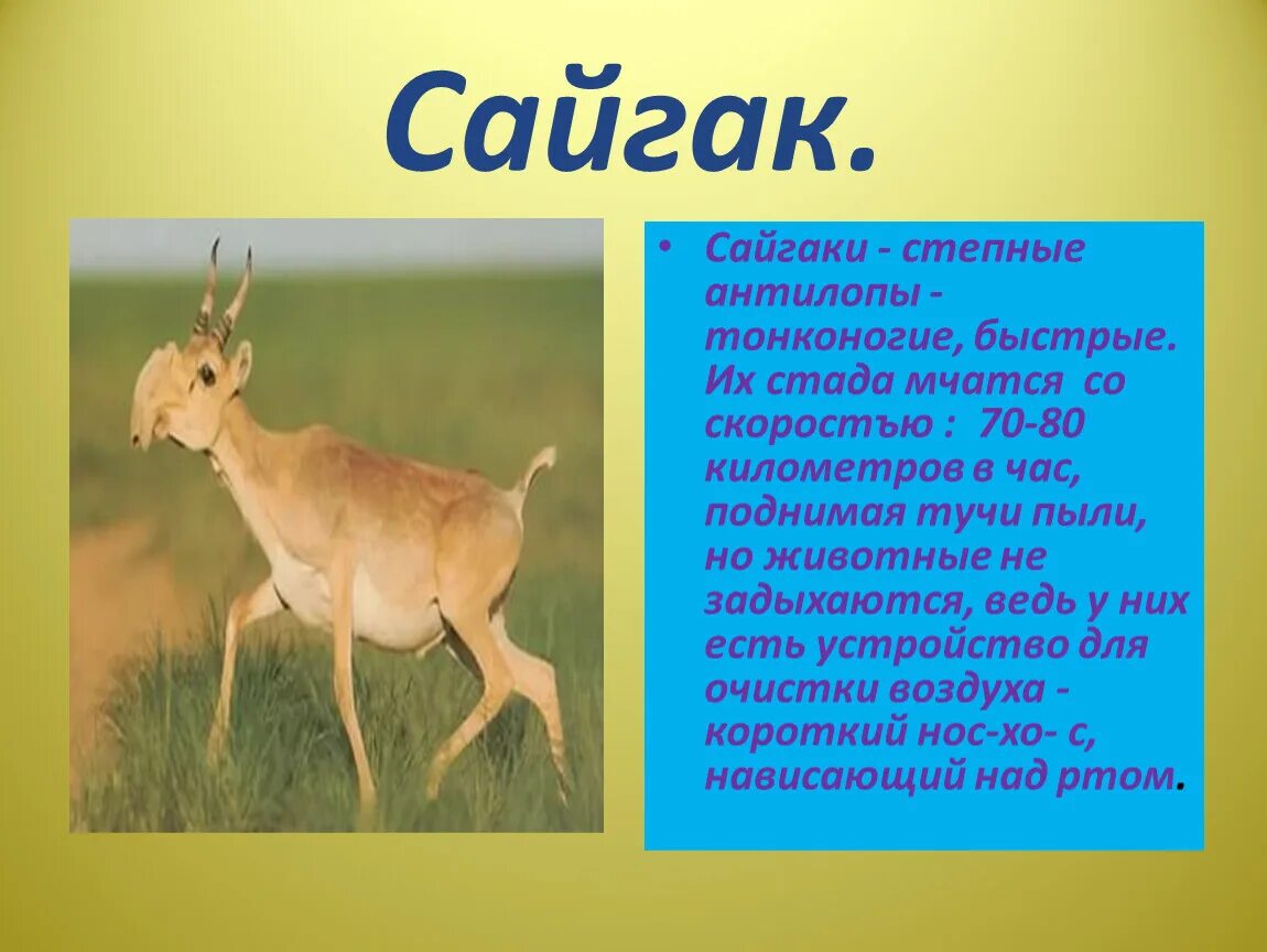 Где живет сайгак природная зона. Сайгак презентация. Сайгак описание. Сайгак описание кратко. Сайгак интересные факты о животном.