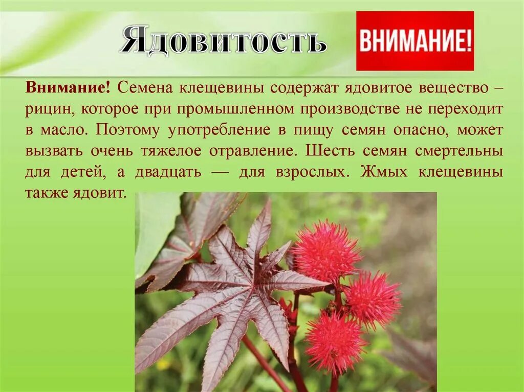 Насколько ядовит. Клещевина обыкновенная ядовитое. Клещевина рицин яд. Клещевина рицин растение. Клещевина семена ядовитые.