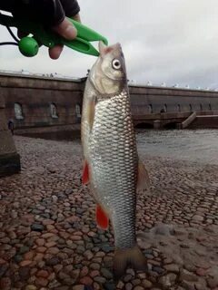 Какая рыба в неве
