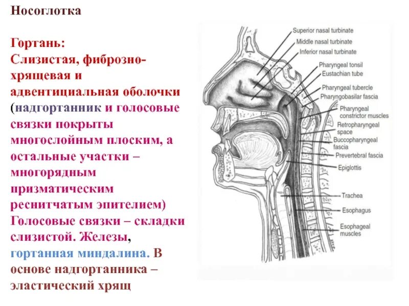 Значение носоглотки человека. Носоглотка надгортанник. Слизистая оболочка гортани выстлана. Эпителий голосовых связок гортани. Слизистая оболочка гортани строение.