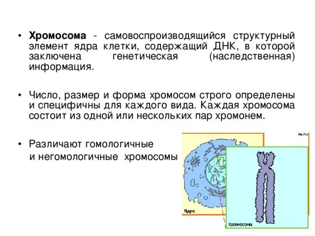 ДНК носитель наследственной информации. Генетическая информация заключена в клеточной структуре.