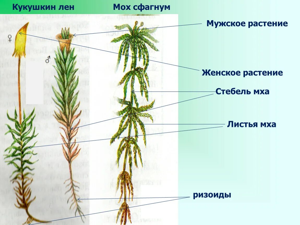 Сфагновые мхи хвойные двудольные папоротниковые. Кукушкин лен и сфагнум. Ризоиды Кукушкин лен. Строение мха Кукушкин лен. Кукушкин лен стебель листья ризоиды.