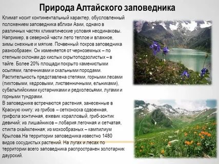Алтайский заповедник доклад 2 класс