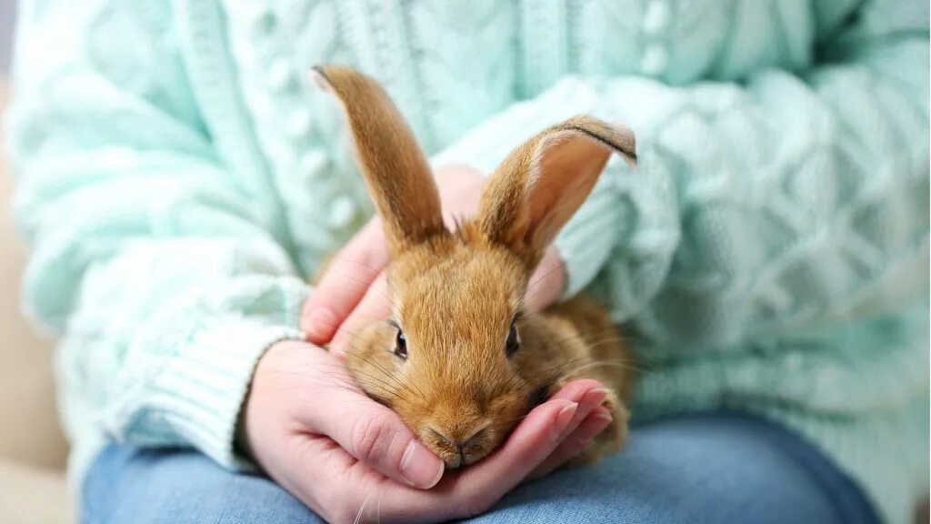 Энчантималс питомцы. Домашние животные. Энчантималс вилиситйе вокс. Девушка с кошкой арт. Как называются девочки животные.