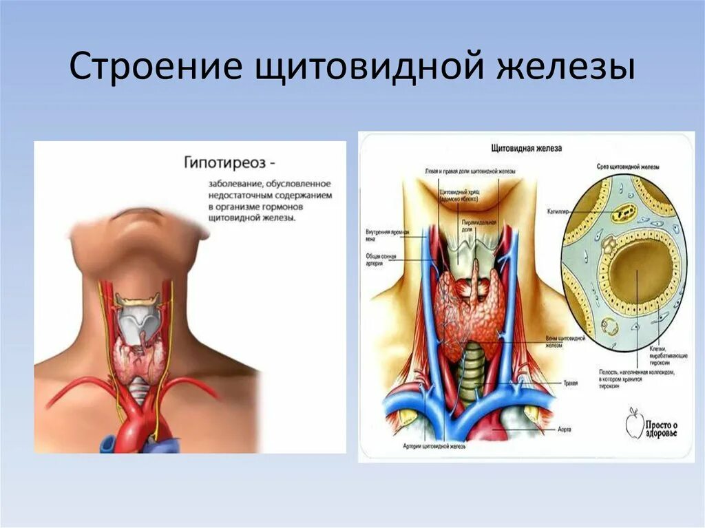 В какую систему входит щитовидная железа