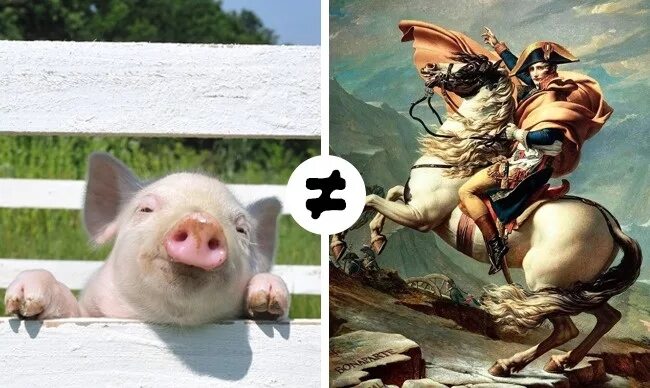 Нельзя француз. Свинья Наполеон. Во Франции незаконно называть свинью Наполеоном.. Свинья во Франции. Нельзя называть свинью Наполеоном.