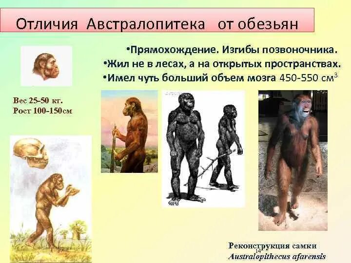 Царство люди тип человекообразные. Австралопитек прямохождение. приматы прямохождение. прямохождение обезьян. прямохождение человекообразные обезьяны.