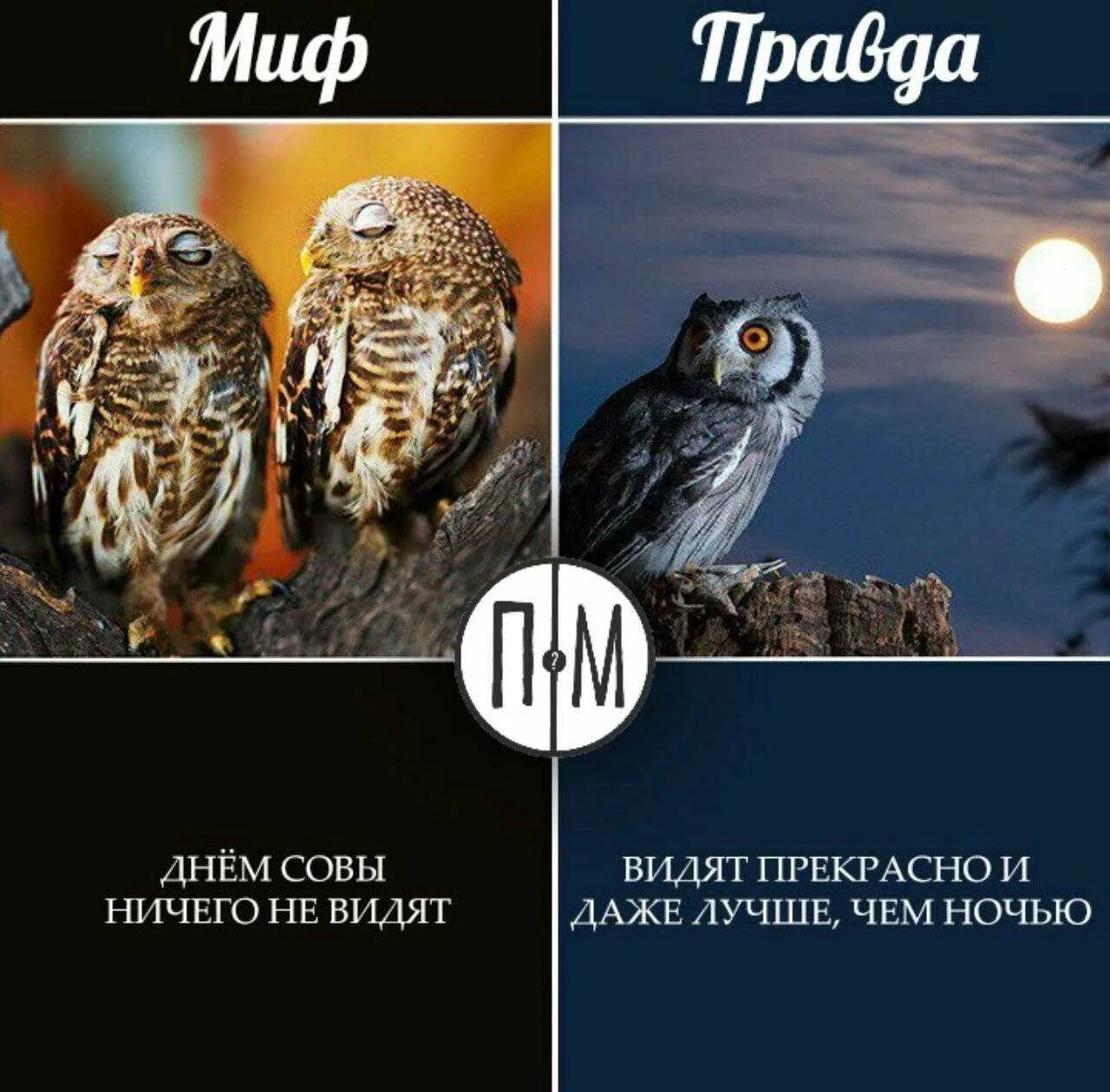 Увидеть сову. Увидеть сову