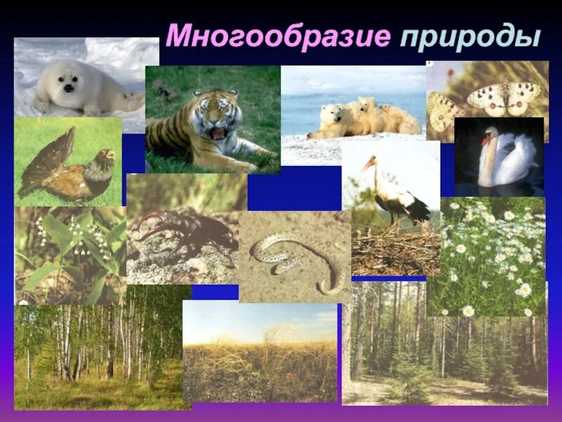Многообразие региона. Разнообразие природы. Природа разнообразие природы. Многообразие природы России. Природное разнообразие.