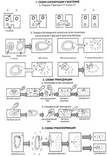 Стадии трансформации