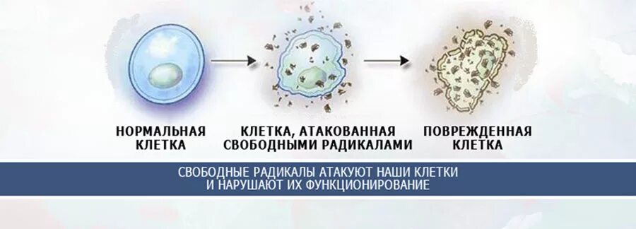 Атакующие клетки. Свободные радикалы. Влияние свободных радикалов на клетку. Свободные радикалы и антиоксиданты.