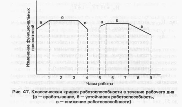 График работоспособности в течение дня Фазы работоспособности