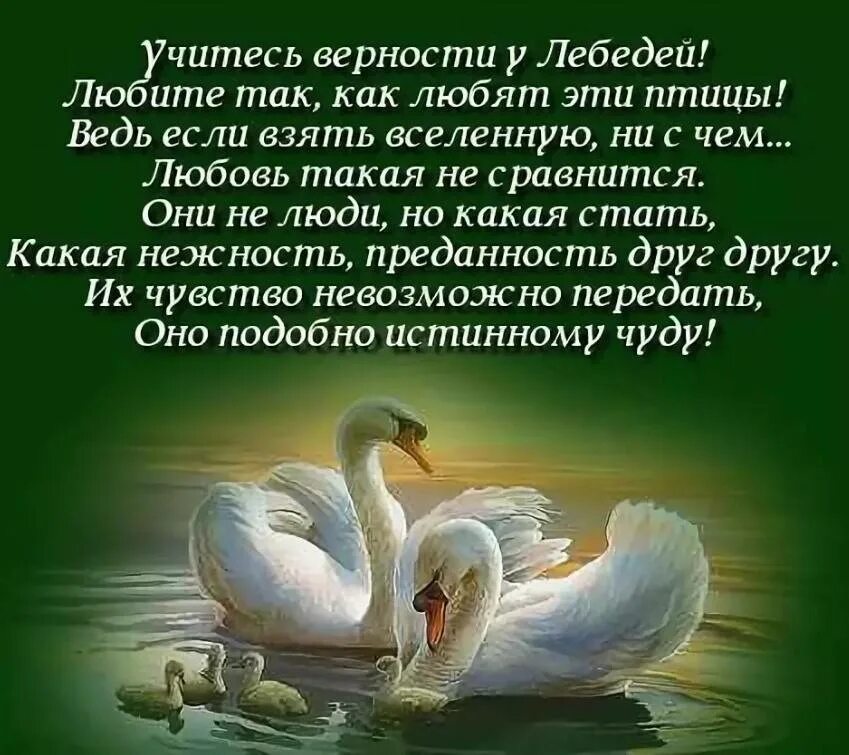 Любимому другу стихи короткие. Стихи о верности и преданности. стихи про верность. стихи о лебединой верности и любви. стихотворение лебединая верность.