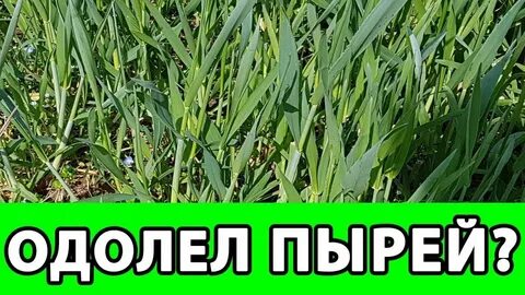 Пырей на огороде