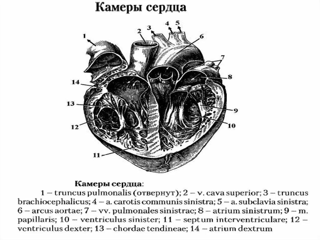 На рисунке изображено строение сердца