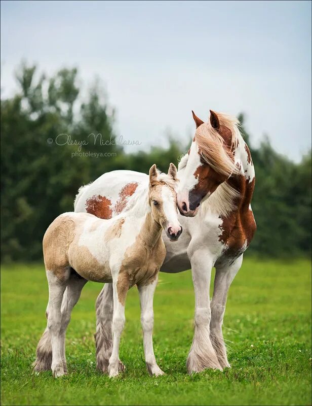 Horse family