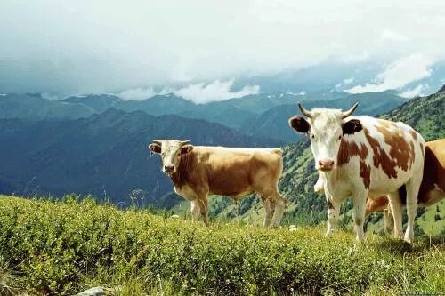 крс алтайский. порода крс герефорд. крс алтайский. крс алтайский. сельское хозяйство целинного района алтайского края.