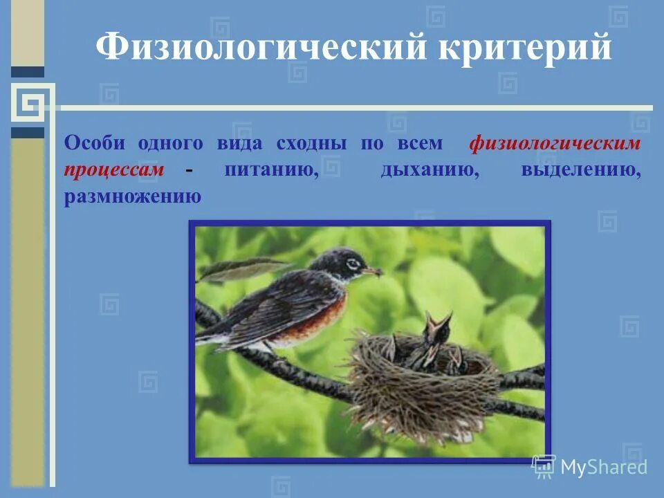 Понятия критерия вида. Физиологический критерий вида. Критерии вида животных. Фищиологиечский крите. Критерии вида.
