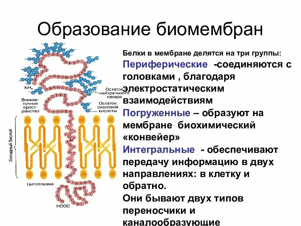 Какие функции выполняют белки мембран. Белки биомембран. Погруженный белок в мембране. Белки мембран (периферические и Интегральные белки).. Периферические мембранные белки.