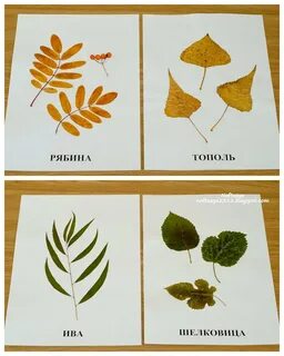 Листья для гербариев как правильно