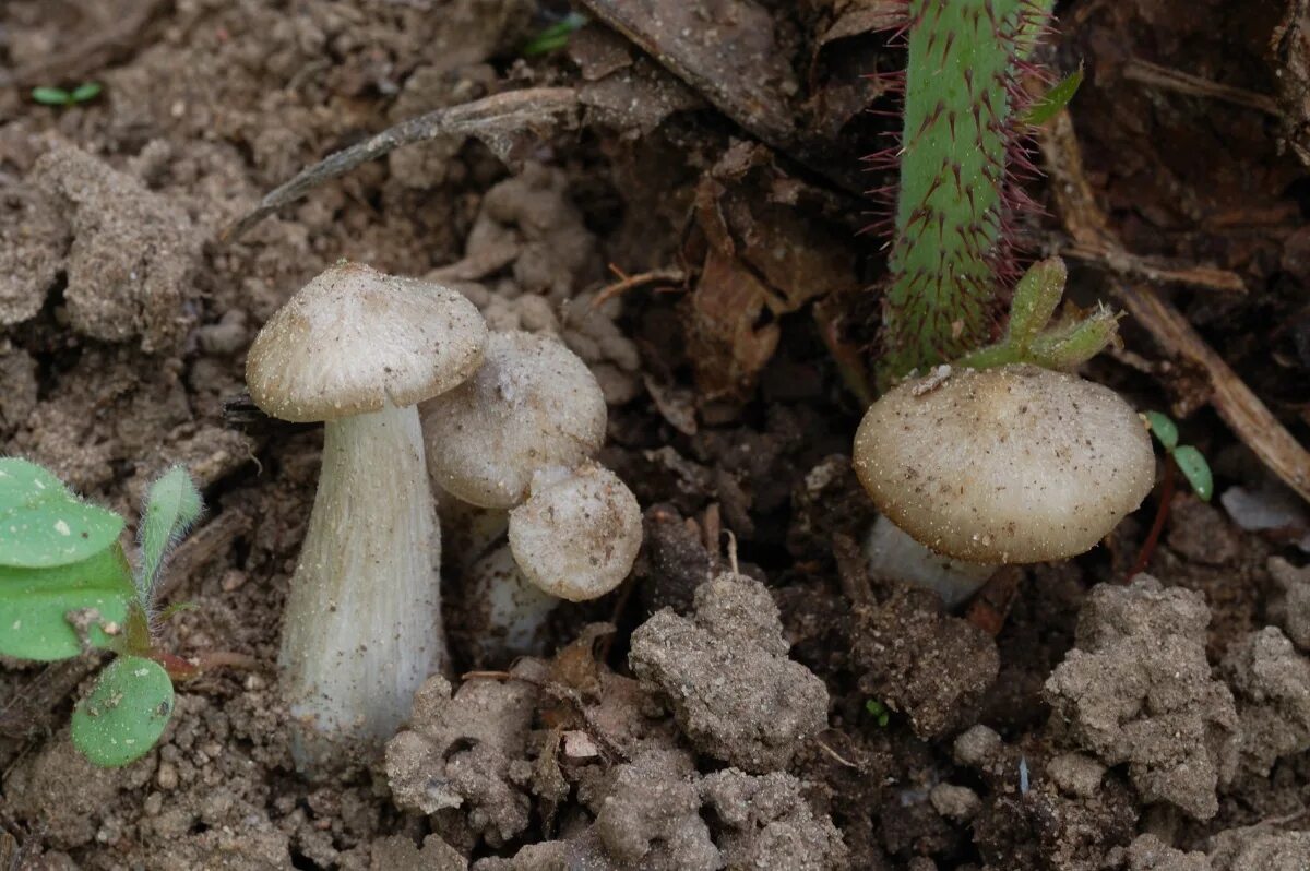 Какие грибы в мае. Entoloma clypeatum. Грибы в мае. Грибы в мае съедобные. Грибы в мае в саду.