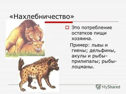 Нахлебничество в экологии